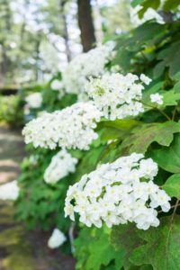 oakleaf hydrangea flowers