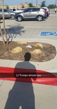 #funny #meme #lol #trump #savenature