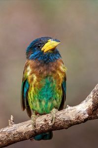 Great Barbet (Psilopogon virens) in India by Satyaki Hosmane.