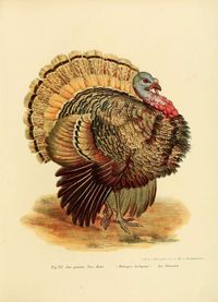 Vintage Turkey Print