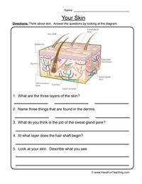 Skin Diagram Worksheet