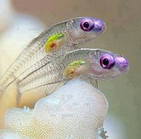 Transparent fish! | …..with purple..eyes