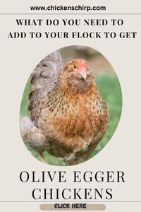 Discover the secret in how to create an olive egger chickens & how deep or how light the colour of the eggs will be! Control the egg color!