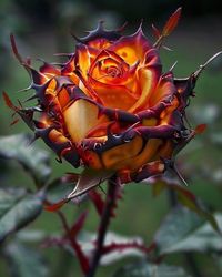 Fire and Ice rose