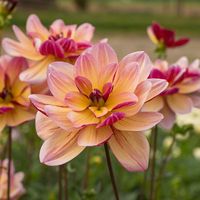 Dahlia Dark Butterfly | White Flower Farm