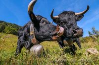 Vaches de la race d'Herens (petite vache de montagne coriace et combative)