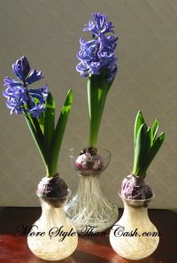 Growing hyacinths in water  so pretty