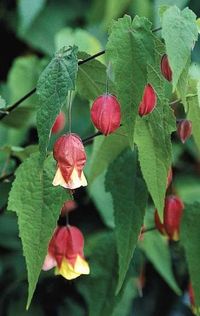 Abutilon megapotamicum