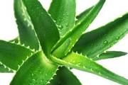 Aloe Vera (Aloe Barbadensis) - Importance and Health Benefits - Agric4Profits