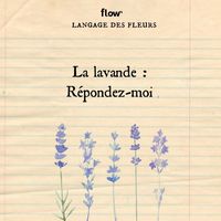 flow fleurs lavande