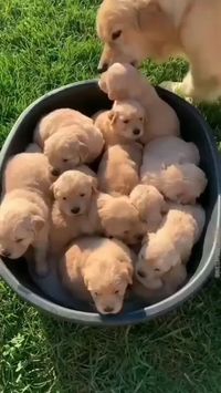 ✔️ Click Link : https://c8ke.com/puppylovely 🐶 #dog #dogsofinstagram #puppy #dogs #love #cute #dogstagram #instadog #doglover #dogoftheday #pet #instagood #puppies #photography #puppiesofinstagram #puppylove #nature #photooftheday #doggo #pets #travel #happy #art #petstagram #ilovemydog #doggy #instagram #beach #beautiful #animals