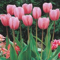 Guinevere Jumbo Perennial Tulip - Giant Darwin Hybrid Pink Tulip | Breck's