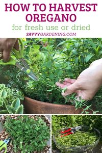 How to Harvest Oregano for Fresh and Dried Use