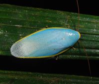 Cockroach insect water leaf