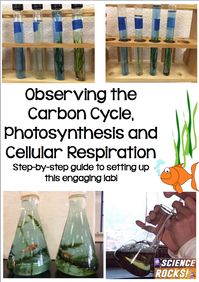 Step by step guide for setting up a carbon cycle lab. Students will observe photosynthesis and cellular respiration in aquatic plants. From Science Rocks