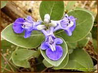 Vitex rotundifolia, Beach Vitex