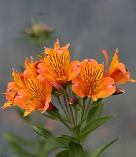 Princess Lily  Alstroemeria ‘The Third Harmonic’ has stunningly beautiful golden-orange flowers with black stripes and steel blue petal tips. They are the perfect cut flowers with up to 2 weeks of vase life and the flowers are produced all year round. The stalks are 3-4’ tall with bright green leaves and the plant stays evergreen if watered (necessary for all year flower production). Otherwise it goes dormant in the Summer and returns in the Fall. It does best in full sun at the coast (likely to flop over if shaded), part shade otherwise. It spreads from a 4" pot to cover a 4’ area in 7 years. Enjoy the absolutely fabulous flowers and watch the visiting hummingbirds.