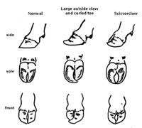 Figure 5. Avoid overgrown, scissor or curved claws.