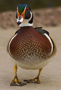 Wood Duck male. (Aix sponsa) On lake surface during nesting season, Fawn Lake, Olympic Peninsula, Washington, USA, March, 2009_WA_8329. SB