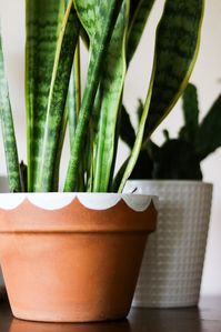 DIY plant decor. Jazz up your terracotta pots with a simple white scallop design. Makes for beautiful mother's day gift giving idea!