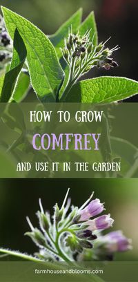 Comfrey is a fabulous herb to grow in the garden, and is a plant that keeps on giving. The purple bell shaped flowers bring the pollinators into the garden in droves. It can also be used as a natural fertilizer for the rest of the garden, due to it's abilty to bring important nutrients to the soil surface. Learn how to grow comfrey and use it for all the benefits it has to offer in the garden.