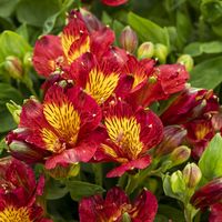 Dwarf Alstroemeria (Peruvian Lily) Little Miss Isabel by AngieC