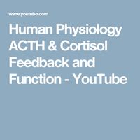 Human Physiology   ACTH & Cortisol Feedback and Function - YouTube