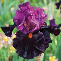 Fiery Temper Bearded Iris | Breck's