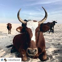 #Repost @robotfaced with @repostapp ・・・ Nguni cattle - A breed unique to South Africa a mixture of Indian and European cattle they're often the life blood of the local communities along the Eastern Coast Of the Transkei. They also have a special affinity for the beaches. There are more cows per square kilometer than people along this coast line. #vsco #southafrica #iphoneonly