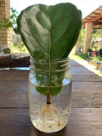 Top 8 Plants That Grow from Cuttings In Water