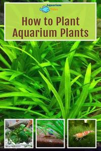 Are you considering setting up a dedicated aquatic garden or adding just a few plants to your tank? If so, understanding how to plant aquarium plants will help you maximize your enjoyment and success. It will also ensure you reap all the benefits of live plants. In this article, I explore everything you need to about planting aquarium plants. #aquariumplanting