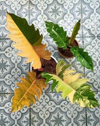 20 Most Exotic Philodendron Plants You Can Grow | Balcony Garden Web