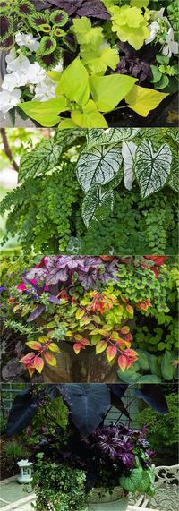 How to create beautiful shade garden pots using easy to grow plants with showy foliage and flowers. And plant lists for all 16 container planting designs! - A Piece Of Rainbow