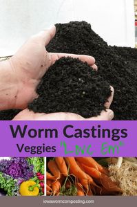 Do you want to know how worm castings can help you in your organic garden? Worm castings are the go-to soil amendment for organic gardens. Vermicast grows the healthiest, most vibrant, and freshest-tasting vegetables. Start feeding your family organic produce from your garden and break away from those chemical fertilizers and pesticides. Learn how at www.iowawormcomposting.com #iowawormcomposting #organicgardens #wormcastings #vermicast #wormcomposting #soilamendments