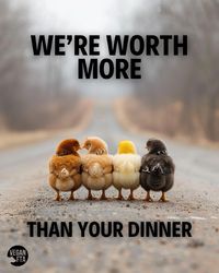 To them it's their whole lives, they're worth more than your dinner. 😔💔  👉 For FREE help going vegan 🌱 visit the link below 💚   📷: VeganFTA  #chicks #babyanimals #cuteanimals #veganshare #veganmovement