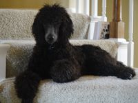 "Sam - 7 months old rescue poodle. Fabulous personality!"