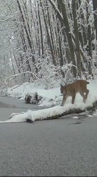 Lynx decides to jump across once it hears the ice cracking.