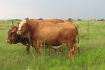 Afrikaner Cattle Breeders' Society of South Africa - Afrikaner Beestelersgenootskap van Suid-Afrika