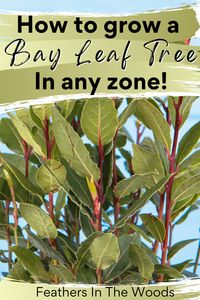 How to grow a bay leaf tree in any gardening zone. The bay laurel is an evergreen shrub that can live indoors in a container for many years. Here's how to care for it as a houseplant so it will provide lots of bay leaf for your recipes!