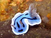 NUDIBRANCH?! "There are over 3,000 known species of nudibranchs, and scientist estimate that only half have been discovered so far. The creatures soft-body and short life span of 1 year make it possible for many of them to live undetected and vanish from the earth without a trace."