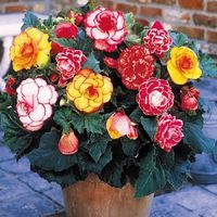 Begonia Bulbs - Picotee Mix