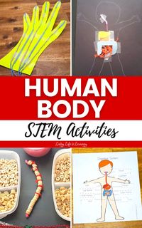 With these Human Body STEM Activities, learning about the human body can be an exciting experience for children as it allows them to understand how their body functions and helps to develop an appreciation for their health and well-being. Perfect for your homeschool human body lessons!