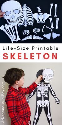 Make a life-size paper skeleton for kids to study anatomy the hands-on way with life-size printable organs! #homeschool #stemactivities #stemeducation #homeschooling