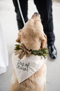 Dog in bandana that says "dog of honor". From article "how to include your dog in your wedding" by Photography by Jo, a Virginia wedding photographer based in Staunton. Click through to read tips on how to include pets in your wedding.