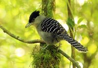 Batara cinerea | Matracão Giant Antshrike | João Sérgio Barros | Flickr