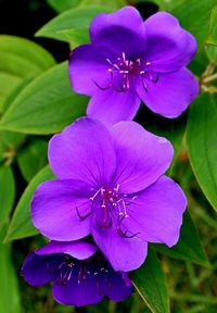 Types of Hawaiian Flowers | ... >> Hawaii > Princess flower, Hawaii Volcanoes National Park, HI