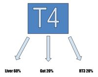 9 Thyroid Tests You Need To Know If Your Thyroid Is Healthy — Genesis Performance Chiropractic of Elverson, PA