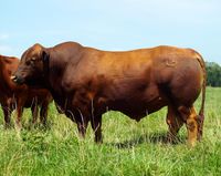 Beefmaster Herd Bull