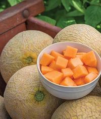 Cantaloupe, Sugar Cube Hybrid - Burpee