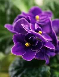 An introduction to growing African violets. Tips on how to water, feed, and keep them healthy and beautiful.